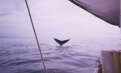 Whale Watching is exciting